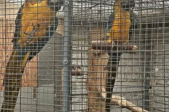 Sprzedam Arara arauna -Para, Wielkopolskie, Gostyń