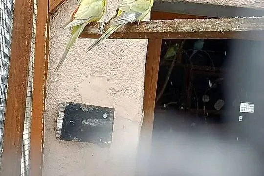 Sprzedam parę papug