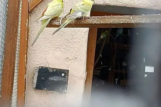 Sprzedam parę papug, Wielkopolskie, Pleszew