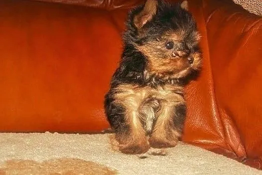 YorkShire Terrier-ud. 4-ro pokoleniowe poch.rodziców z FCI-malusieńkie