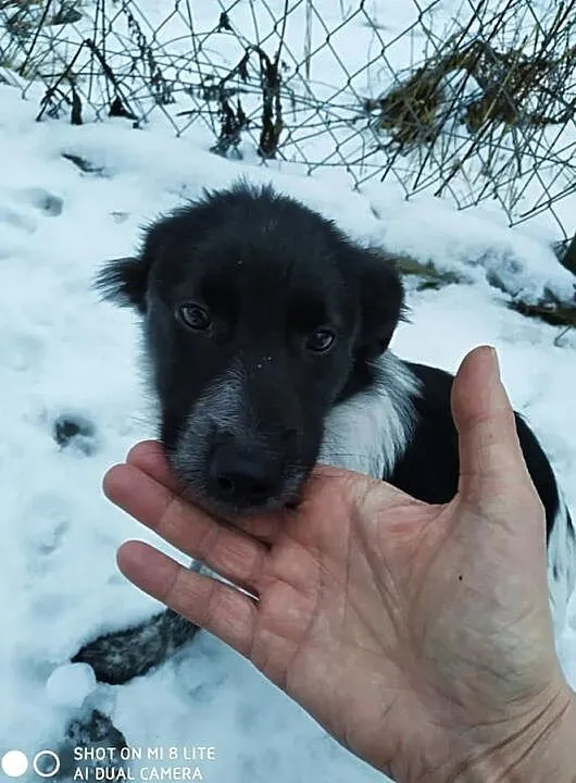 za darmo oddam Łatka śliczna sunia zdjęcia, , Raszyn