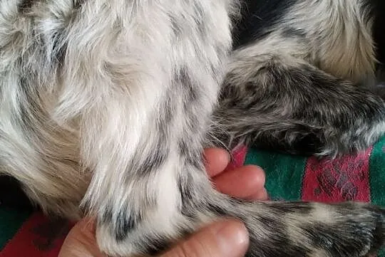za darmo oddam Łatka śliczna sunia zdjęcia, , Raszyn