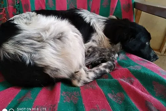 za darmo oddam Łatka śliczna sunia zdjęcia, , Raszyn