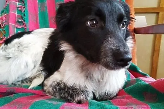 za darmo oddam Łatka śliczna sunia zdjęcia, , Raszyn