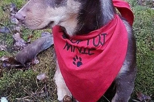 Słodki Lakuś do adopcji!