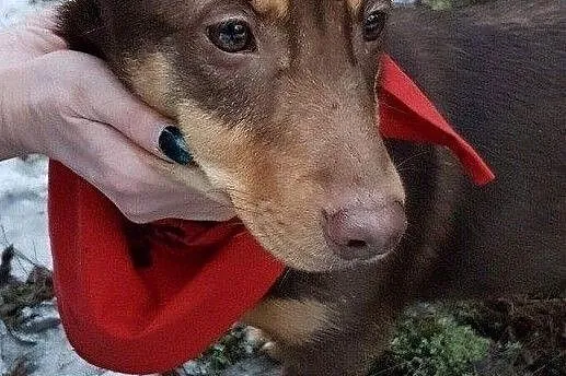 Słodki Lakuś do adopcji!, Mazowieckie, Warszawa