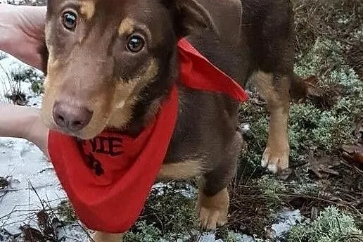 Słodki Lakuś do adopcji!, Mazowieckie, Warszawa