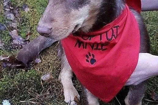 Słodki Lakuś do adopcji!, Mazowieckie, Warszawa