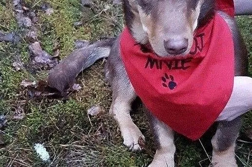 Słodki Lakuś do adopcji!, Mazowieckie, Warszawa