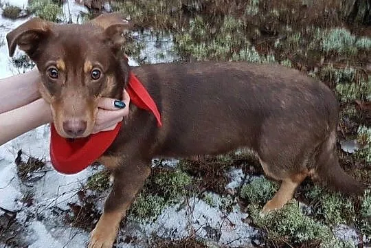 Słodki Lakuś do adopcji!, Mazowieckie, Warszawa