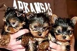 Cute płci męskiej i żeńskiej Yorki szczenięta