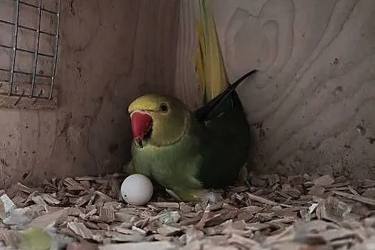Papugi, papużki aleksandretty obrożne, rudosterki, nimfy, Łódzkie, Łask
