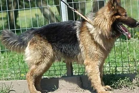 Owczarek niemiecki szuka doświadczonego opiekuna, 