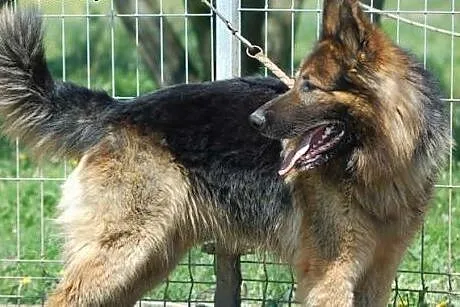 Owczarek niemiecki szuka doświadczonego opiekuna, 