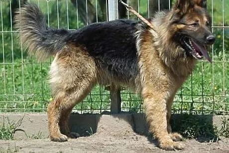 Owczarek niemiecki szuka doświadczonego opiekuna, 