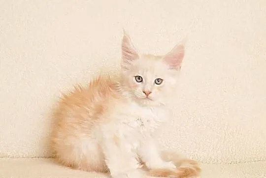 Przepiękny kocurek Maine Coon - LEGALNA HODOWLA