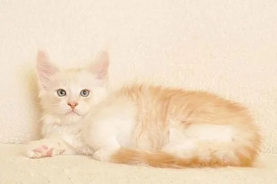 Przepiękny kocurek Maine Coon - LEGALNA HODOWLA, Podlaskie, Białystok