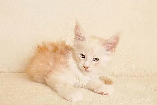 Przepiękny kocurek Maine Coon - LEGALNA HODOWLA, Podlaskie, Białystok