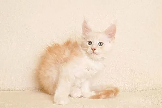 Przepiękny kocurek Maine Coon - LEGALNA HODOWLA, Podlaskie, Białystok