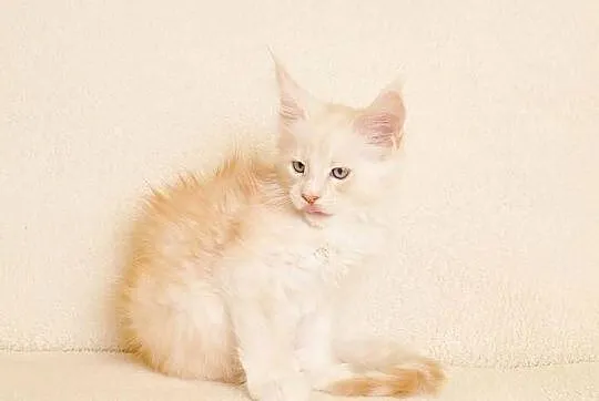 Przepiękny kocurek Maine Coon - LEGALNA HODOWLA, Podlaskie, Białystok