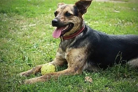 Roczna, aktywna i łagodna suczka, Mili do adopcji,  Kundelki cała Polska