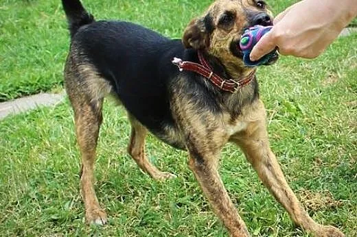 Roczna, aktywna i łagodna suczka, Mili do adopcji,