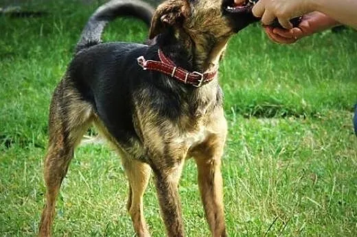 Roczna, aktywna i łagodna suczka, Mili do adopcji,
