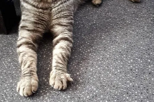 Cudowny, łagodny Kocur czeka na swój Dom.,  mazowi