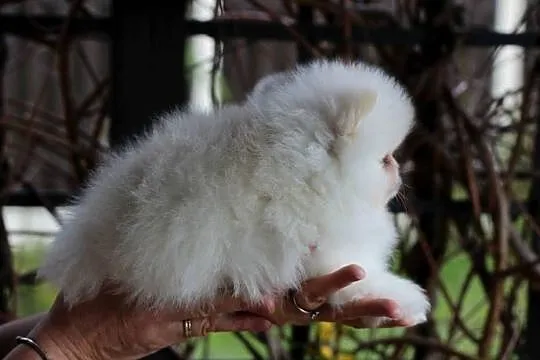 Pomeranian biały piesek XS FCI