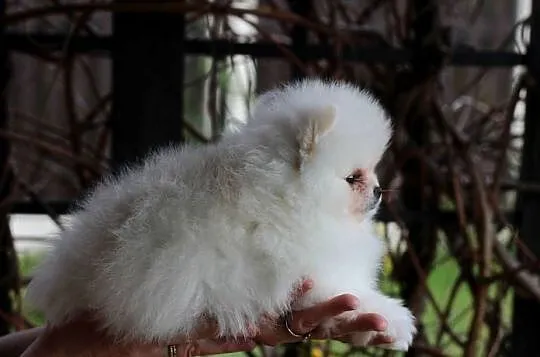 Pomeranian biały piesek XS FCI, Łódzkie, Łódź