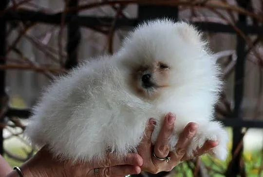Pomeranian biały piesek XS FCI, Łódzkie, Łódź