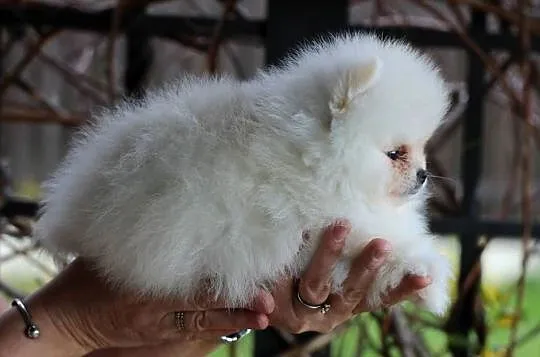 Pomeranian biały piesek XS FCI, Łódzkie, Łódź