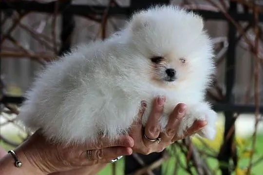 Pomeranian biały piesek XS FCI, Łódzkie, Łódź