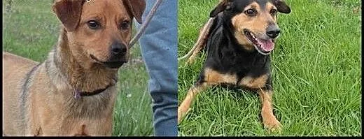 Rudy i Becia szukają domu., mazowieckie Radom