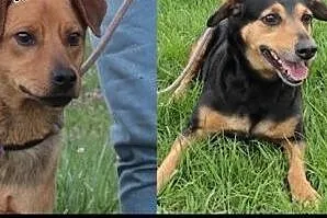 Rudy i Becia szukają domu.,  mazowieckie Radom