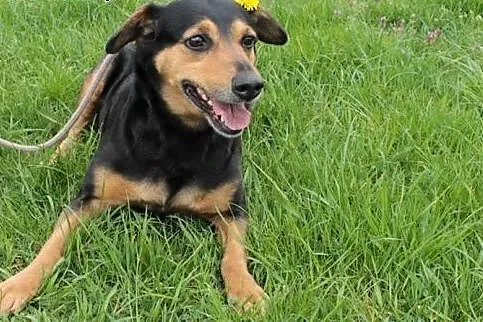 Rudy i Becia szukają domu.,  mazowieckie Radom