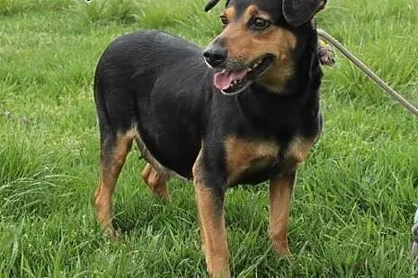 Rudy i Becia szukają domu.,  mazowieckie Radom