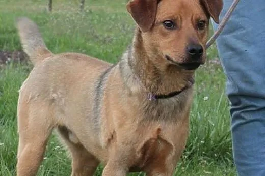 Rudy i Becia szukają domu.,  mazowieckie Radom