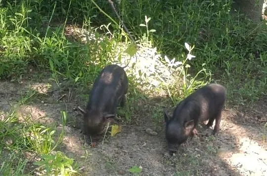 Swinki wietnamki mangalica