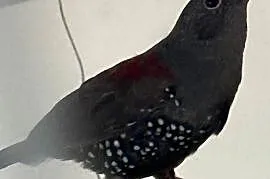 Kroplik Dybowskiego samica