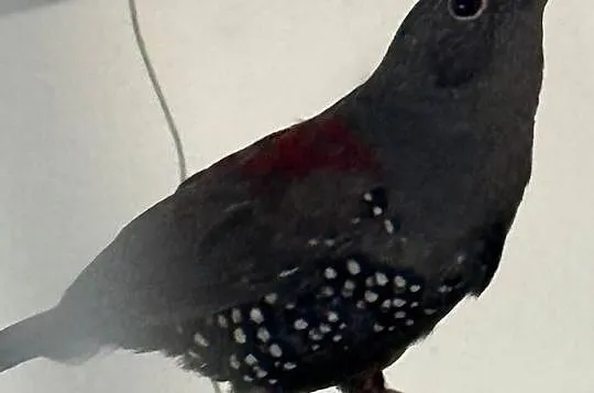 Kroplik Dybowskiego samica, Wielkopolskie, Chełst