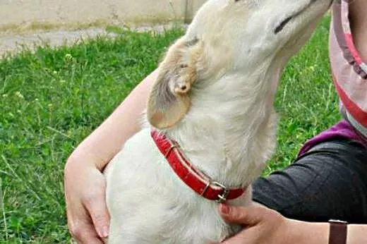 Reksio - biały z rudymi plamkami cudowny piesek sz