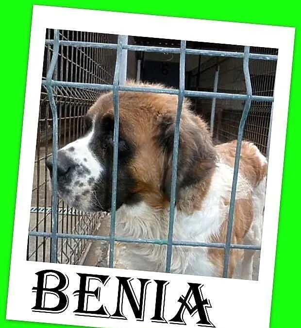 Bernardyn,suka,łagodna, spokojna,przyjazna BENIA.A