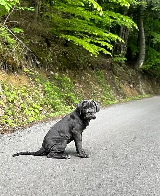 Furia - suczka Cane Corso ZKwP/FCI, Łódzkie, Łódź