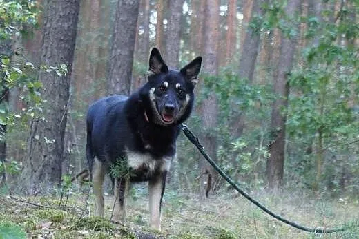 Zlęknione psie serduszko tej suczki bardzo potrzeb
