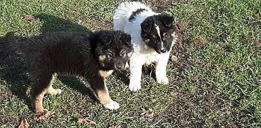 Ibis i Iga do adopcji małe puchate szczeniaki FILM