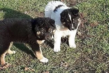 Ibis i Iga do adopcji małe puchate szczeniaki FILM, łódzkie Skierniewice