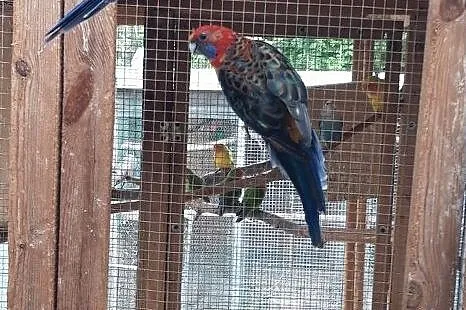 Papugi rozelle królewskie 2016 r., Malbork