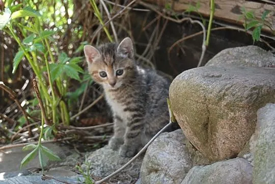 Kaszubskie kociaki szukają domów_