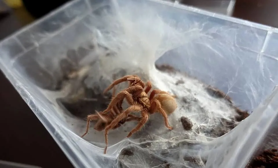 Ptaszniki Balfouri vegans incei, Śląskie, Bytom